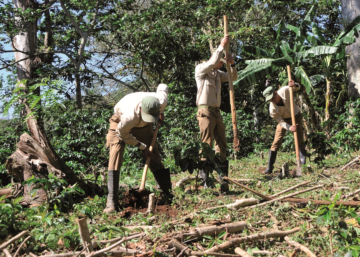 Por estos días los jóvenes de la Granja de Aguacate están enfrascados en preparar el terreno para plantar nuevas posturas de café.