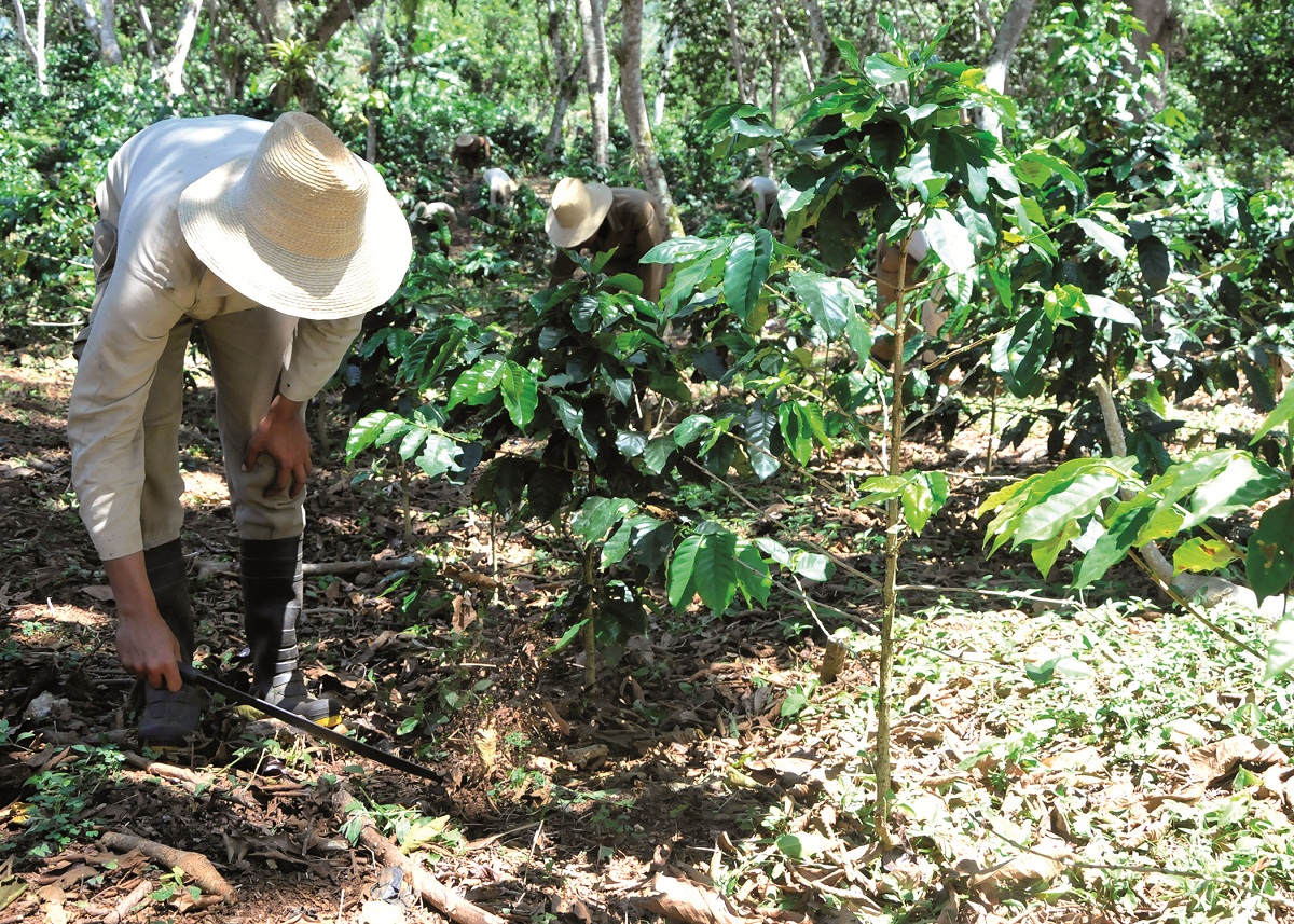 Irma se ensañó con las plantaciones cafetaleras y los jóvenes soldados se empeñan en renovar los cultivos.