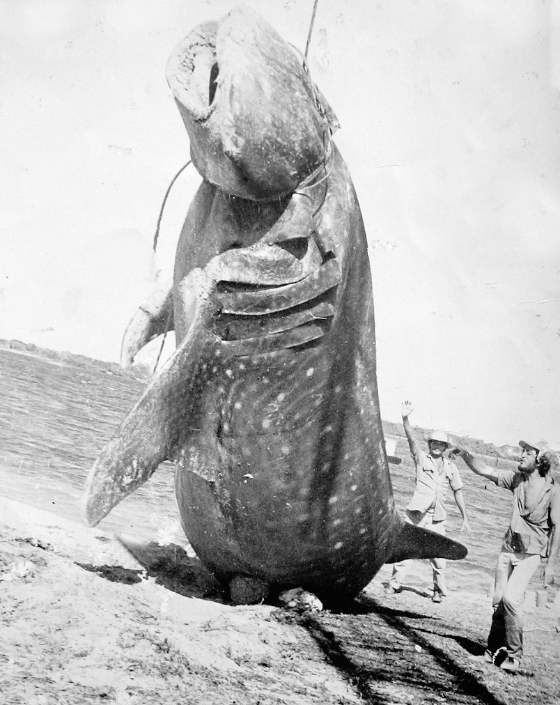 Tiburón capturado en 1982 en Las Tunas