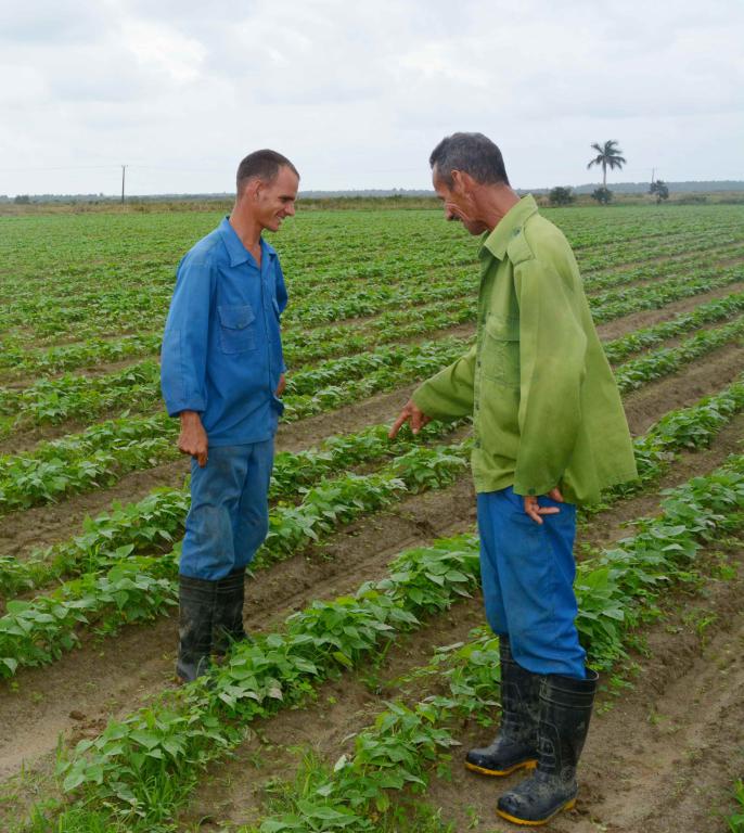 Cambio en Cuba: De informático a agricultor