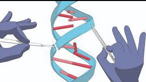 Técnica Crispr. Tomado de Internet