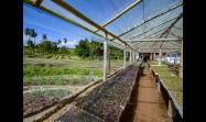 Agricultura cubana