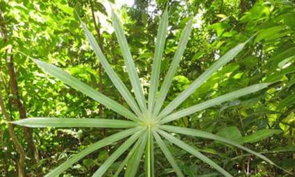 «Coccothrinax rigida»