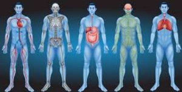 Intersticio, «nuevo órgano» del cuerpo humano que la ciencia acaba de
