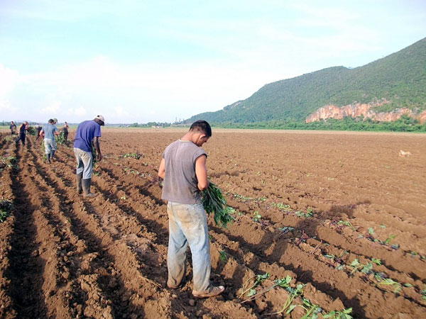 Jóvenes que apoyan la siembra de boniato en la Isla de la Juventud