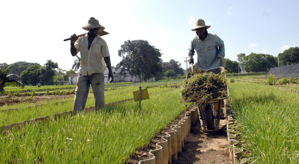 Agricultura urbana