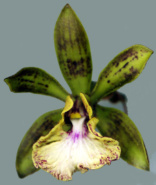 La orquídea Encyclia xcamagüeyensis