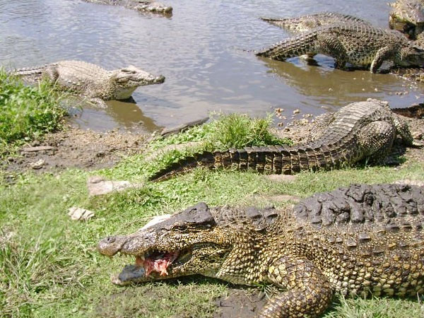 La Ciénaga de Zapata, área protegida de Cuba