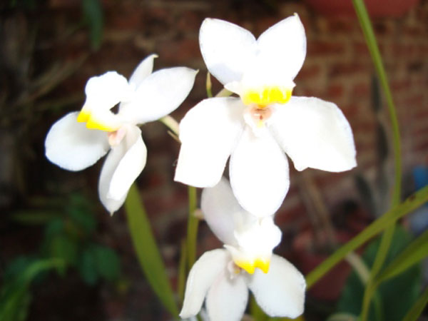 Orquídeas