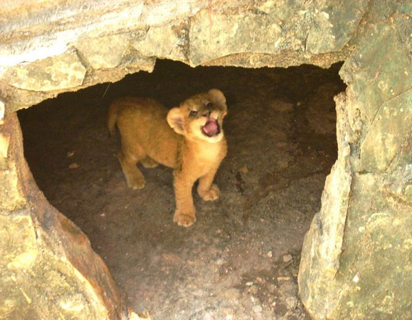 Cachorro felino en zoológico camagüeyano