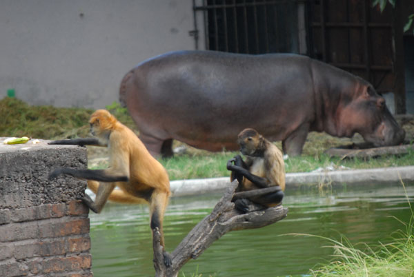 El hipopótamo del Jardín Zoológico de La Habana 