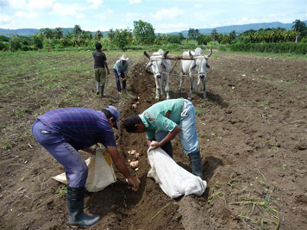 Campesinos del Valle de Caujerí