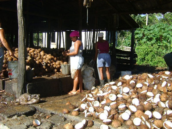 Cosecha de coco en Guantánamo