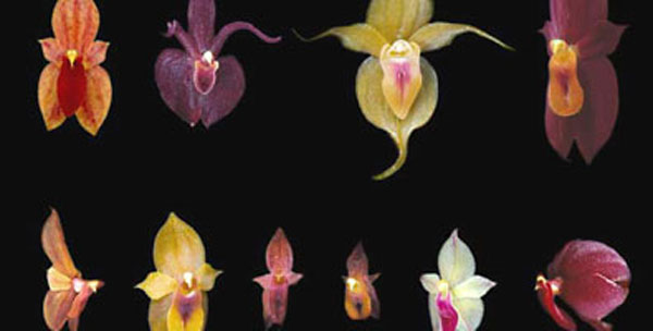 Descubren orquídea más pequeña del mundo con 2,1 milímetros
