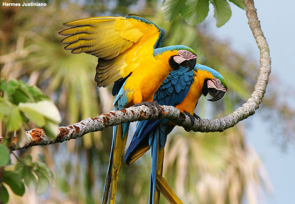 Paraba barba azul