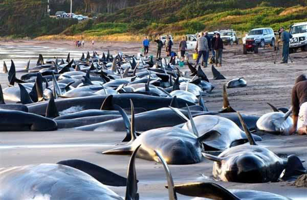 Numerosas ballenas mueren en playas de Nueva Zelanda