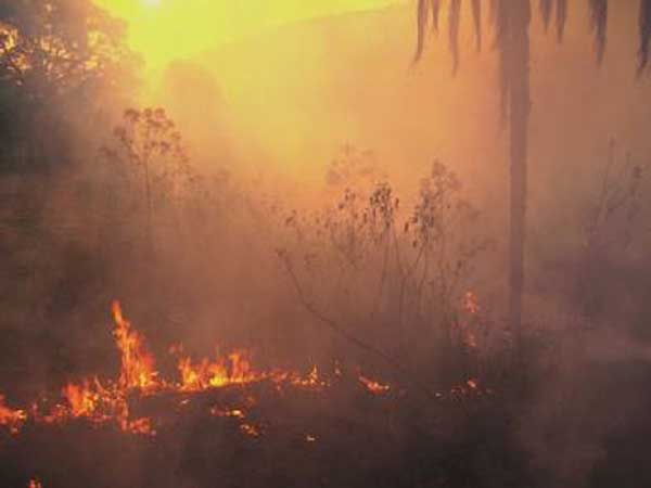 Incendio forestal