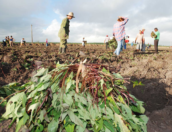 Aporte juvenil al trabajo agrícola