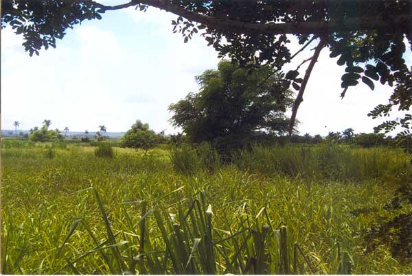 Tierra ociosa en Catalina de Güines