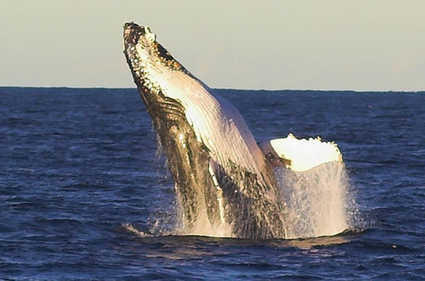 Ballenas jorobadas están de vuelta a las aguas atlánticas