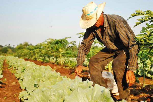 Agricultura suburbana