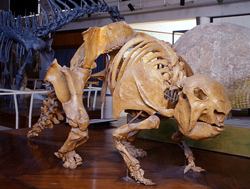Descubren fósil de un gliptodonte en Uruguay