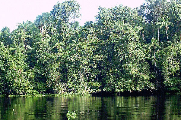 Venezuela reformará ley para preservar el medio ambiente