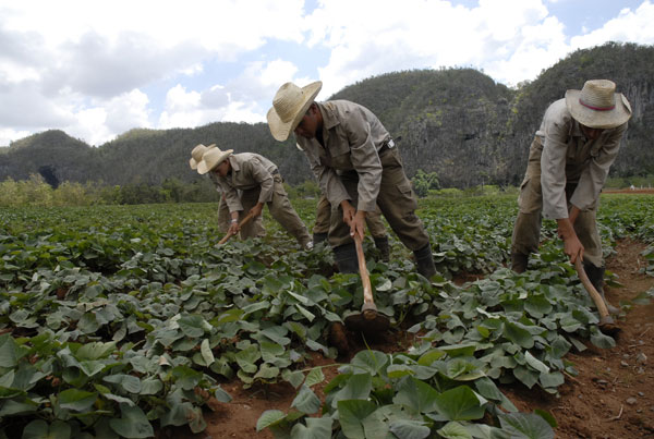 Producción de alimentos: prioridad en la Cuba de hoy