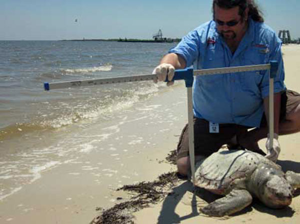 Una treintena de tortugas muertas por la marea negra