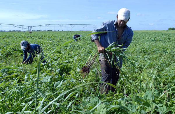 Estudiantes a la agricultura