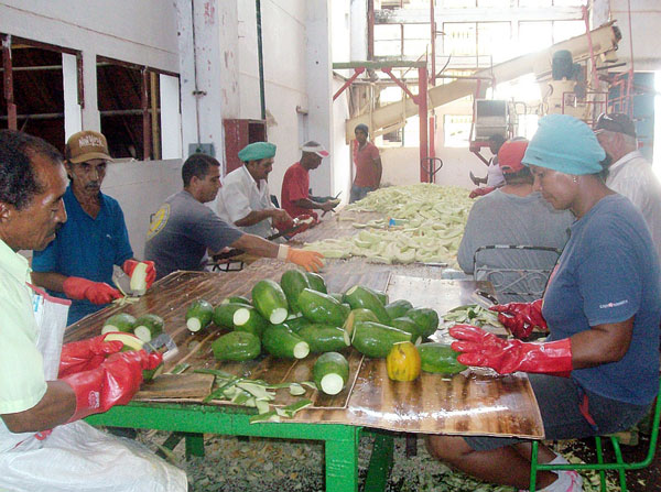 Trabajadores de la Empresa Agroindustrial Frutícola en la Isla de la Juventud 