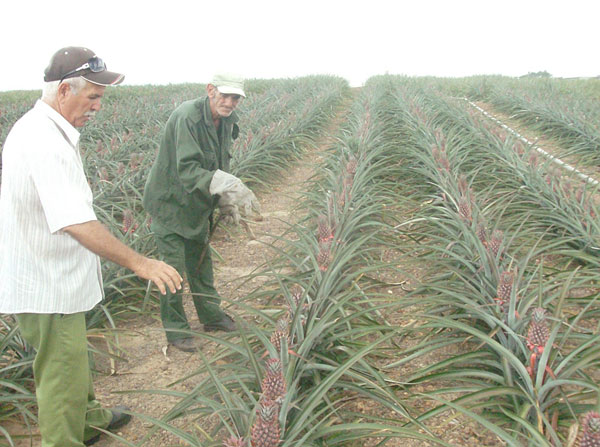 Trabajadores de la Empresa Agroindustrial Frutícola en la Isla de la Juventud