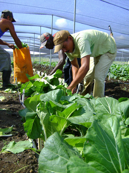 Brigadas Juveniles Campesinas