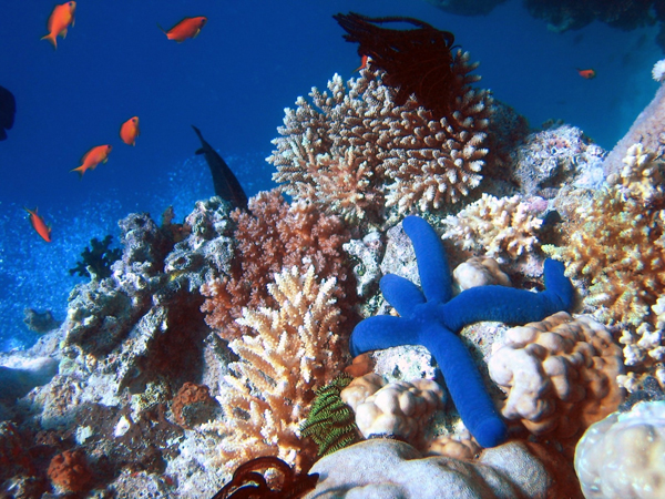 Corales brasileños