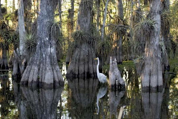 El Parque Nacional de los Everglades en lista de patrimonios mundiales en peligro