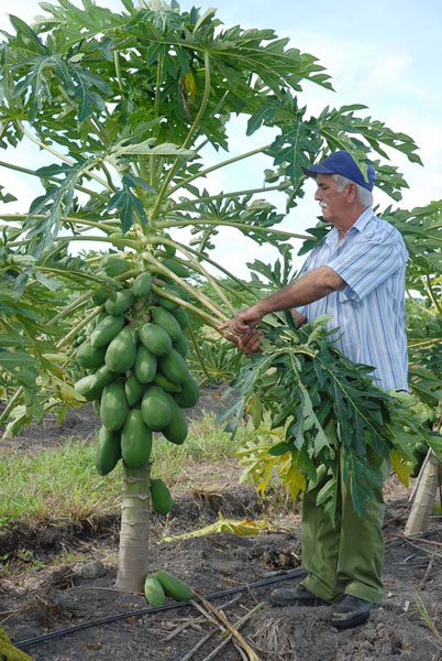 Plantación de frutabomba en Cuba