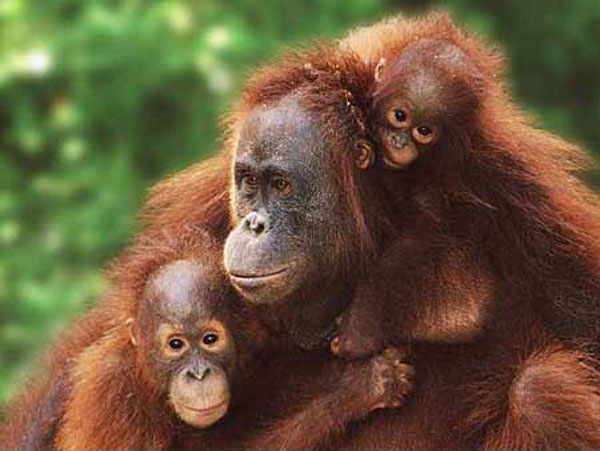 Orangutanes se comunican