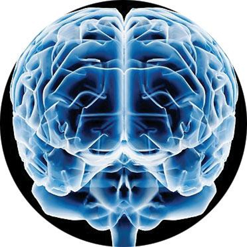 Cerebro humano