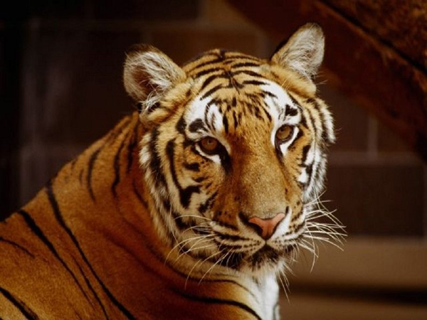 Tigres siberianos