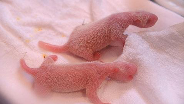 Nacen pandas gemelos en Zoo de Madrid