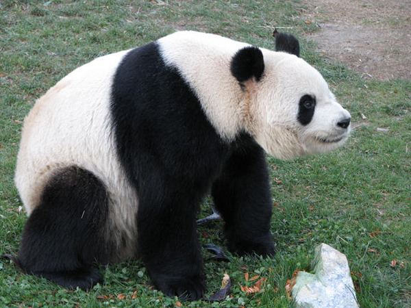 Oso panda gigante