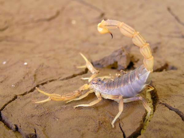 Escorpión cubano de la especie Rhopalurus junceus