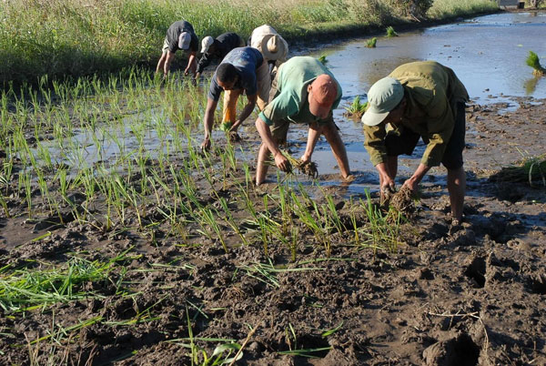 Jóvenes cubanos en la Agricultura 