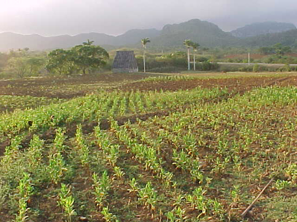 Siembra de tabaco en Cuba