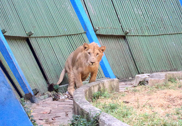 Zeus es el nuevo macho dominante del Zoo habanero