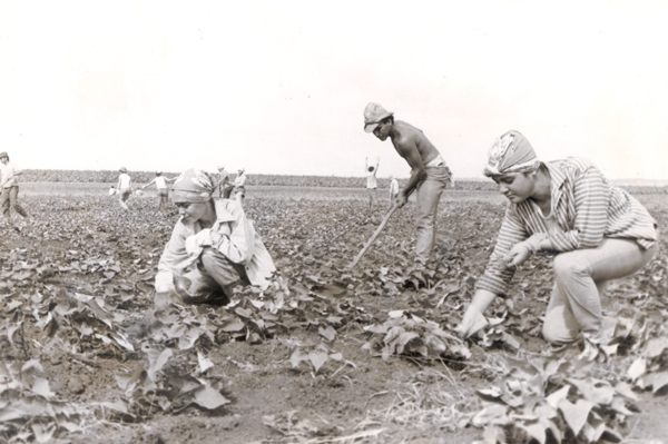 Campos de Cuba