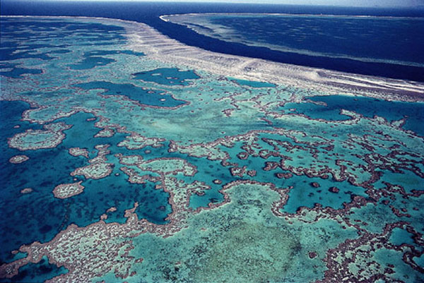 Contaminación de Corales por derrame de petróleo