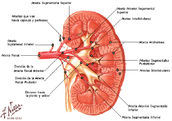 Interior de un riñón