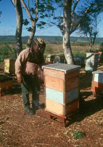 La apicultura cubana