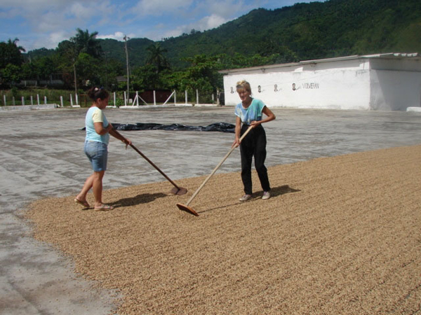 El café de Guamuhaya